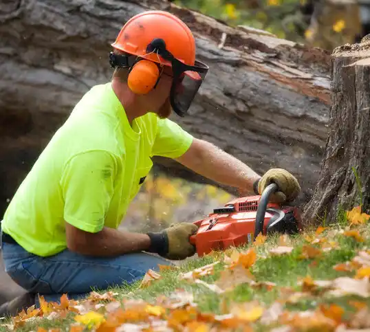 tree services Zachary